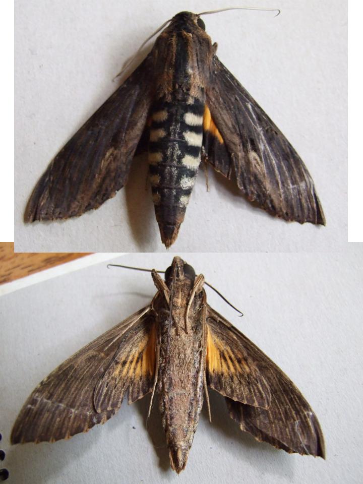 FIGURE 2b FIGURE 2b